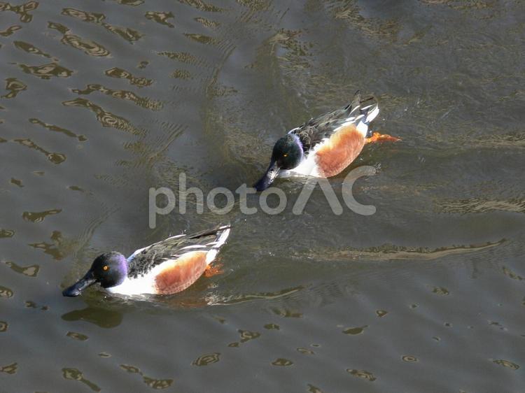 池を泳ぎ回る二羽のハシビロガモ・オス ハシビロガモ,鳥,野鳥の写真素材