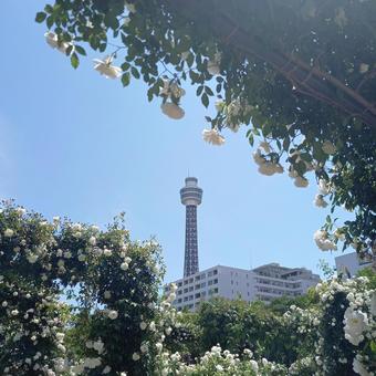 Roses, Marine Tower and Sky, JPG Roses, Marine Tower and Sky, JPG