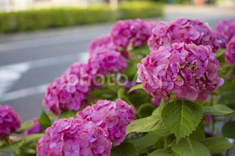 ピンクのアジサイ　横 アジサイ,紫陽花,紫の写真素材