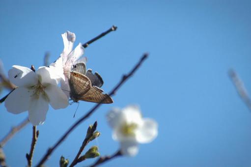 梅の花とウラナミシジミ 梅の花とウラナミシジミ 花,蝶,梅の写真素材