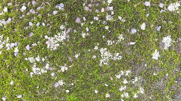 苔3 苔,コケ,緑の写真素材