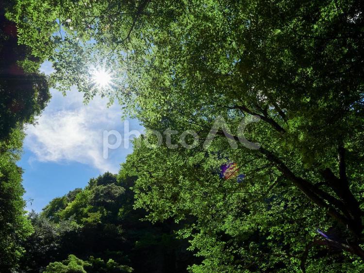 夏の太陽と木、緑の葉 夏,太陽,光の写真素材