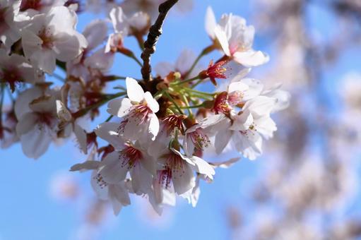 桜 桜の写真