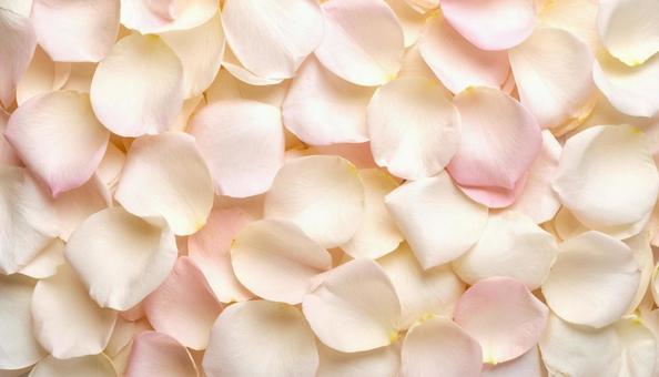 花びらが彩る自然な背景デザイン 花びらが彩る自然な背景デザインの写真