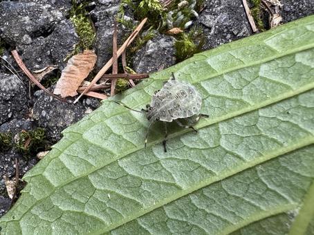 ヨツボシカメムシの幼虫(?) 02 ヨツボシカメムシの幼虫(?) 02 四星亀虫,ヨツボシカメムシ,椿象の写真素材