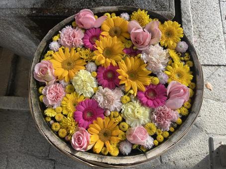 花手水 花手水,ガーベラ,カーネーションの写真素材