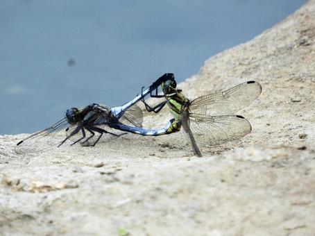 川辺にとまるペアのトンボ 川辺にとまるペアのトンボの写真
