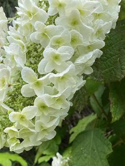 白い紫陽花 白い紫陽花 紫陽花,あじさい,アジサイの写真素材
