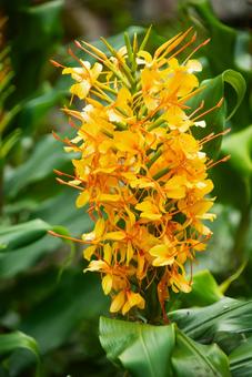 ジンジャーリリーの花 ジンジャーリリーの花 キバナシュクシャ,ジンジャーリリー,ジンジャーの写真素材