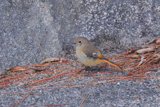 ジョウビタキの写真