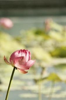 ハスの花の写真