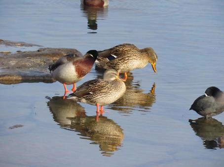 早朝の川で佇むマガモのファミリー マガモ,鳥,野鳥の写真素材