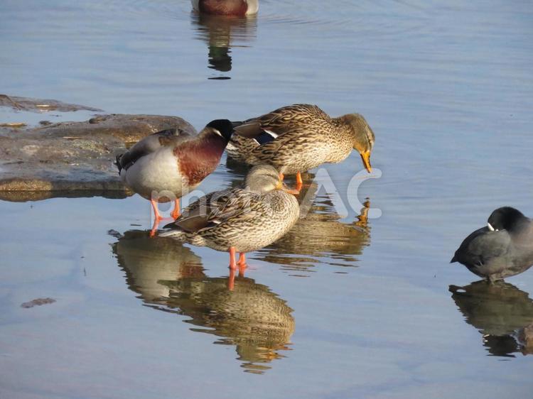 早朝の川で佇むマガモのファミリー マガモ,鳥,野鳥の写真素材