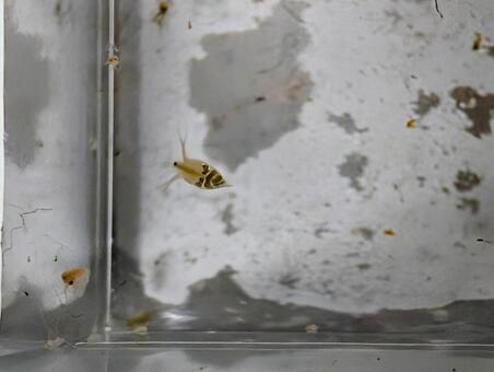 ミジンコ ミジンコ,オオミジンコ,自然の餌の写真素材