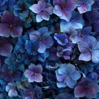 紫陽花の花びらの写真