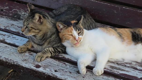 ラブラブでもふもふな三毛猫たちの夕涼み ラブラブでもふもふな三毛猫たちの夕涼みの写真