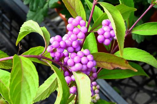 紫式部 紫式部,ムラサキシキブ,落葉低木の写真素材