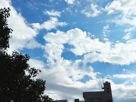 見上げる秋の空にわた雲の写真