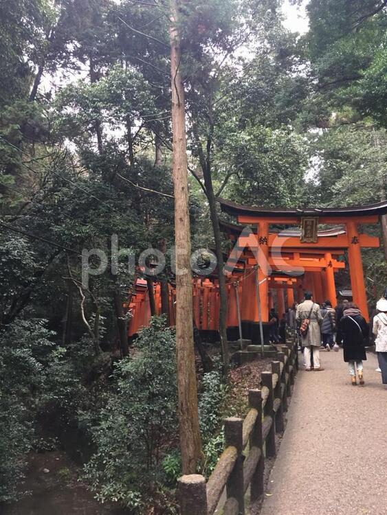 京都伏見稲荷大社 京都,京都観光,伏見稲荷の写真素材