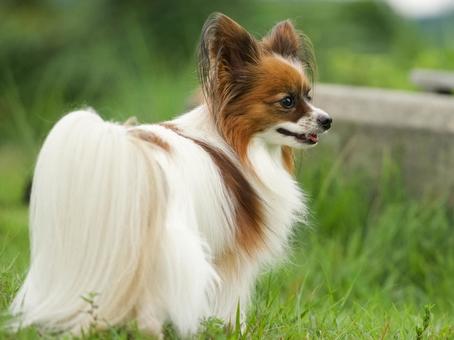 公園のパピヨン 公園のパピヨン 犬,パピヨン,小型犬の写真素材