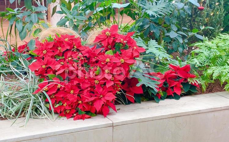 ハート型に飾られたポインセチア ポインセチア,クリスマス,赤の写真素材