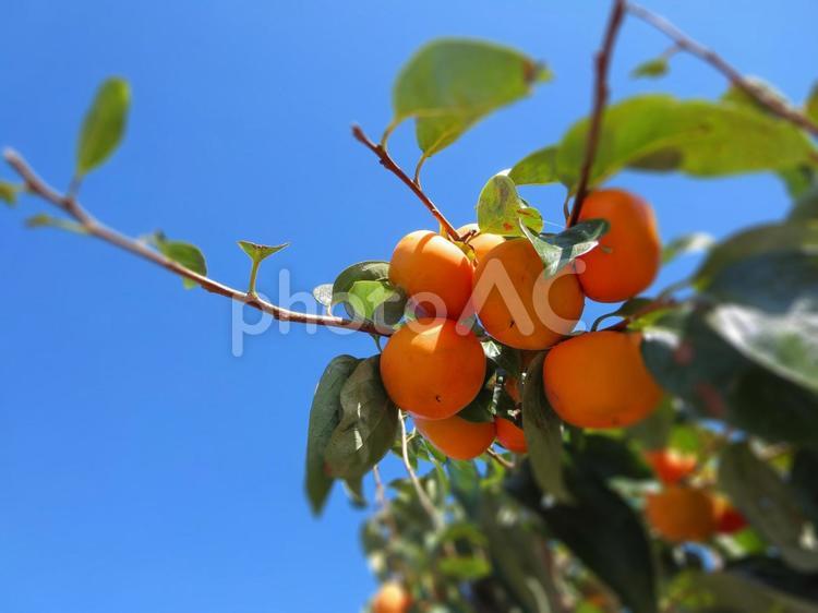 秋晴れに映える柿 柿,果物,果樹の写真素材