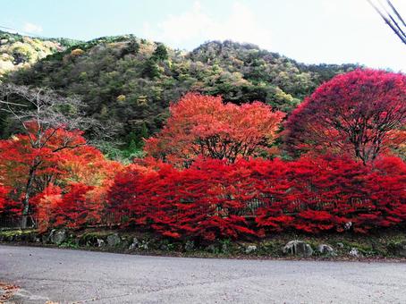 秋が際立つ山奥の晩秋 錦秋,色づき,山奥の写真素材