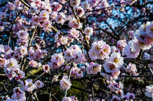 梅の花の写真