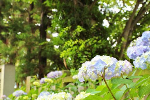 Photo, hydrangea, knowledge temple, june, 