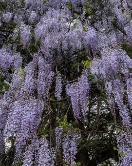 藤の花 藤の花 春,風景,風景写真の写真素材