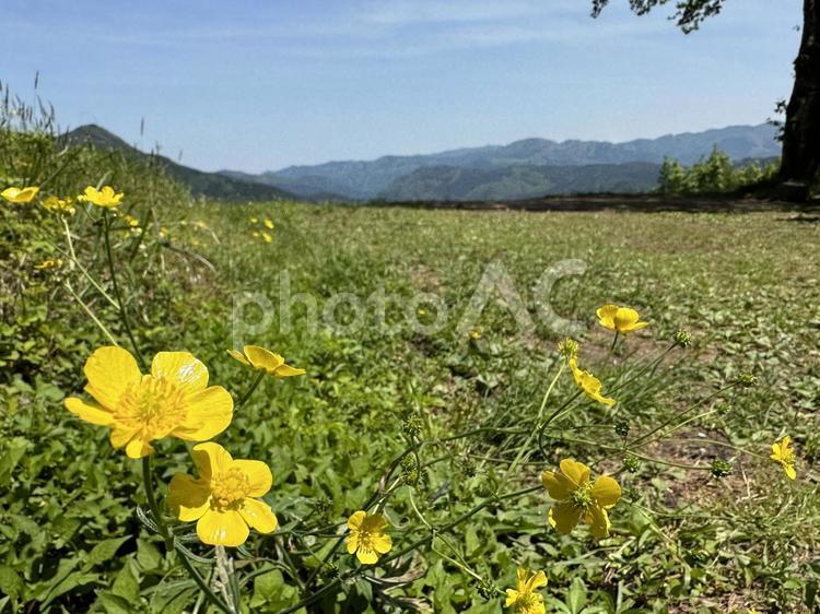 高原の花と草原 花,黄色,黄の写真素材