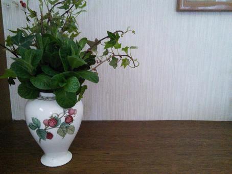 Plant Mint Hedera in a Vase, menta, florero, planta, JPG