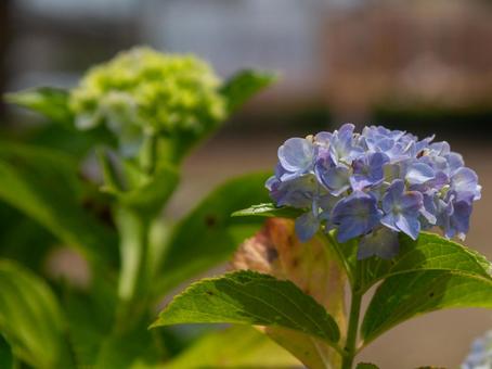 アジサイの花25 アジサイの花25の写真