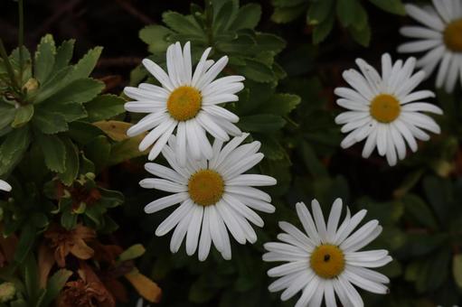 花壇に咲く白い花びらのハマギクのアップ 花壇,咲く,白いの写真素材
