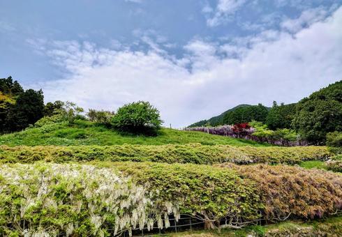 藤棚のある風景 藤棚のある風景 風景,自然,景色の写真素材