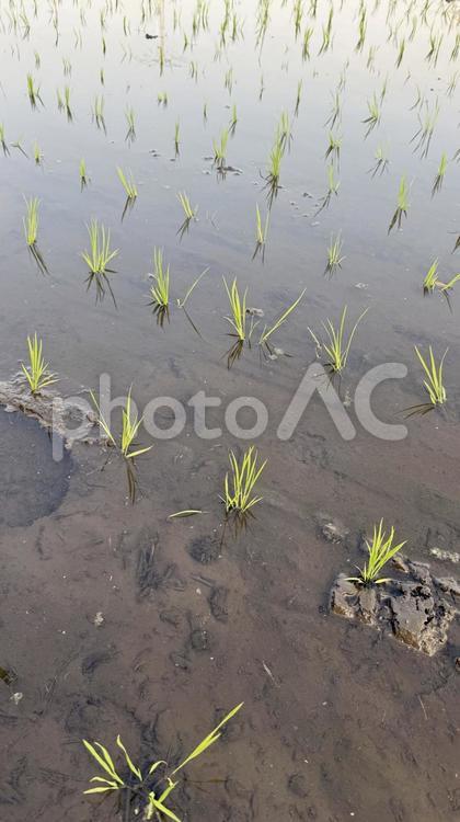 田植えが終わった水田の苗と足跡 田植え,足跡,米不足の写真素材