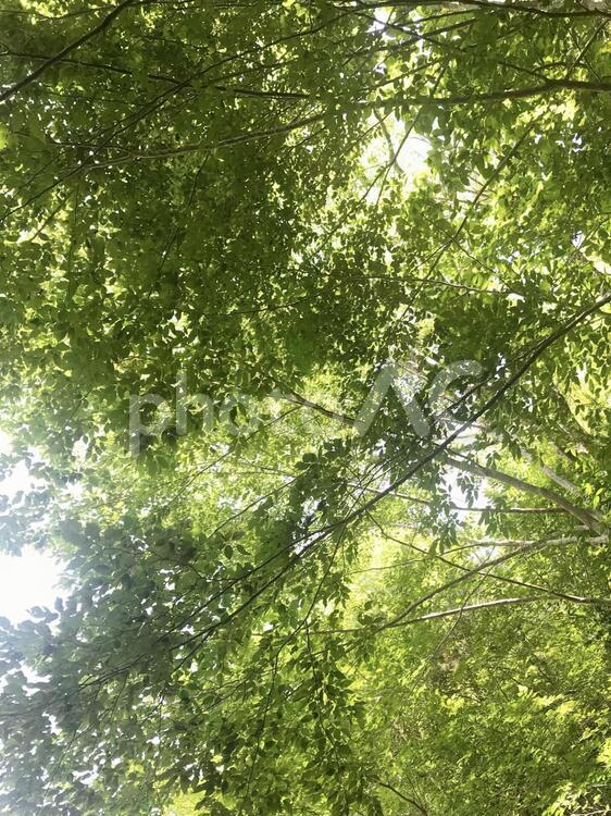 木漏れ日 木漏れ日,こもれび,葉の写真素材
