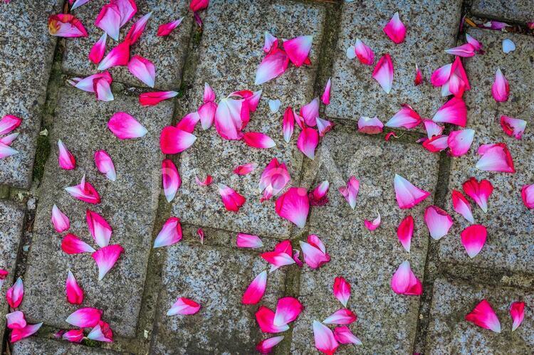 地面の上に落ちているピンクの花びら ピンク,花,花びらの写真素材