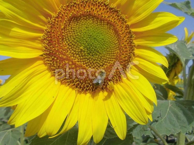 ひまわりとハチ ヨーロッパ,海外,空の写真素材