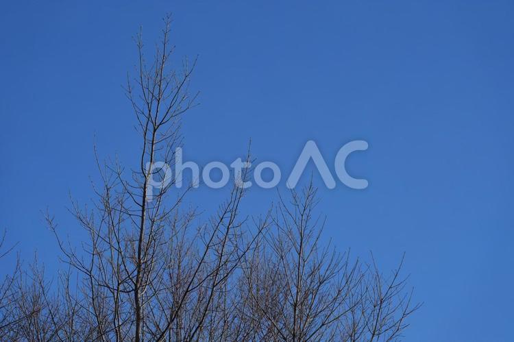 青空と枯れ木 木,冬,空の写真素材
