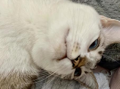 寝転ぶシャムミックス猫様 寝転ぶシャムミックス猫様 猫,シャムトラ,アップの写真素材