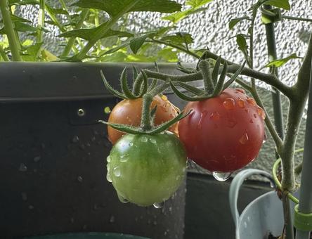 プランター栽培の赤いトマトと緑のトマト プランター栽培の赤いトマトと緑のトマト 家庭菜園,プランター,鉢植えの写真素材