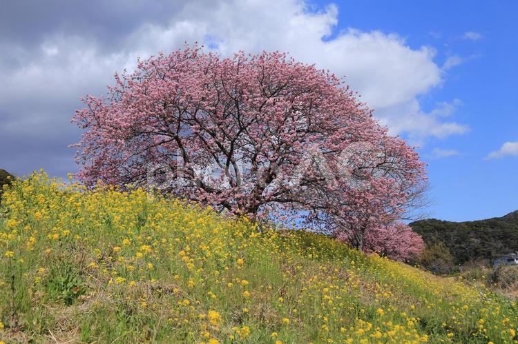 南の桜、なのはなと、河津さくら 木,自然,南の桜の写真素材