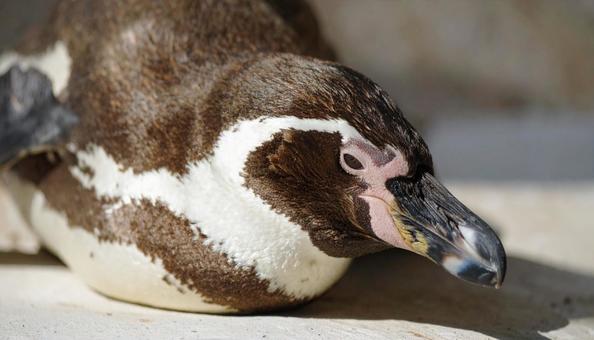 昼寝するペンギンの横顔 昼寝するペンギンの横顔の写真