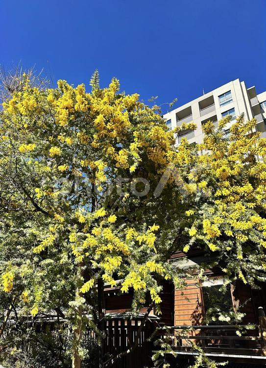 ミモザ　mimosa　ミモサ花 マメ科オジギソウ属,ミモザ,mimosaの写真素材
