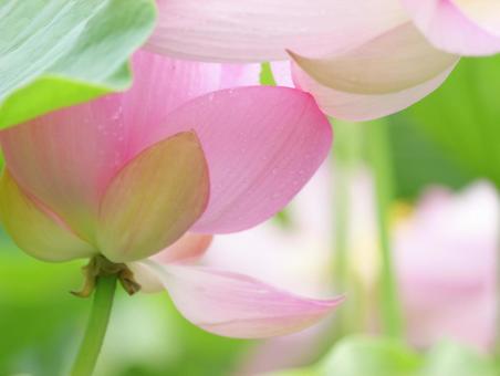 柔らかな光の中の蓮の花 柔らかな光の中の蓮の花の写真