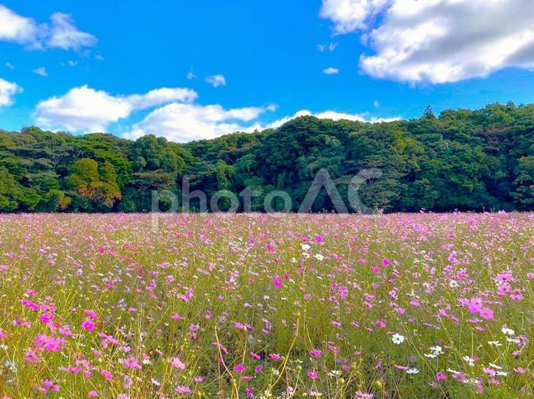 展海峰公園のコスモス 展海峰,コスモス,秋桜の写真素材