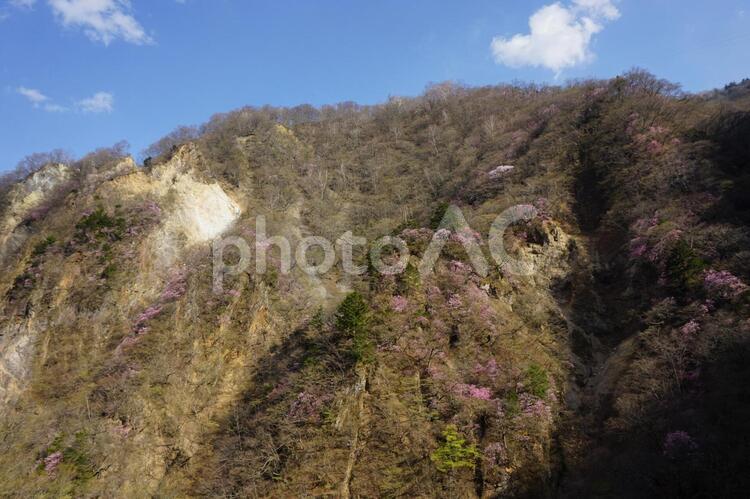 日光　華厳の滝の近く　山肌のヤシオツツジ 日光,山,奥日光の写真素材