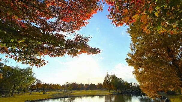 紅葉の北部公園（金沢） 紅葉,秋,公園の写真素材
