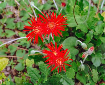 ガーベラの花ー10 ガーベラ,花,赤い花の写真素材